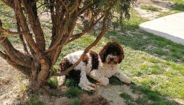 psi koji trazi tartufe: Na prodaju cistokrvni lagotto romagnolo stenci stari mesec i po i — 8
