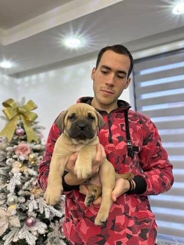 haski štenci prodaja: Presa canario stenci vrhunskog kvaliteta i porekla registrovana — 5