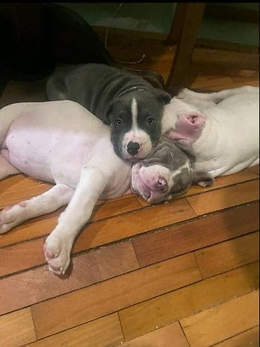 american bully prodaja: American bully štenci – vrhunski kvalitet Na prodaju tri prelepe ženke — 10