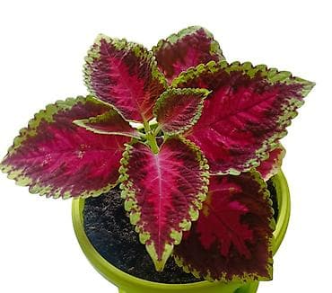 visece biljke: - Raznolik set dekorativnih sobnih biljaka - Tradescantia zebrina — 5