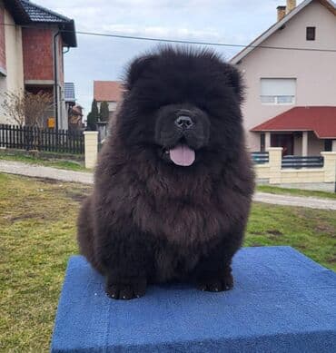 Životinje: Štenci Čau Čau Chow Chow stari četiri meseca dostupni za prodaju — 4
