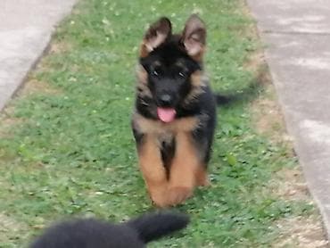 pudle: Nemački ovčar, ženski štenci Na prodaju dve ženke Nemačkog ovčara — 6