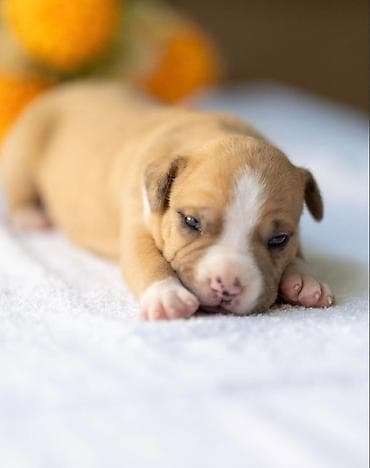 Psi: American pitbull terier Na prodaju stenci americkog PITBULL terijera — 8