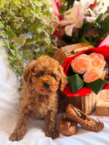 Pets & Animals: U ponudi prelepi štenci toy i patuljaste pudle,od negovanih i zdravih — 7