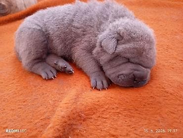 kupujemprodajem kavezi za pse: Štene Shar Pei – leglo - Rasa: kineski Shar Pei (čistokrvni izgled — 2