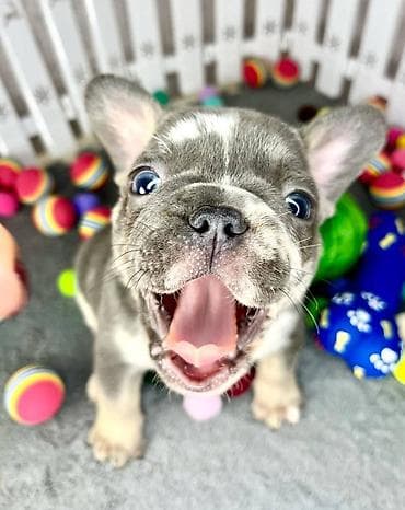 Prelepi stenci francuskog buldoga egzoticnih. Rodjeni 13.09.2024