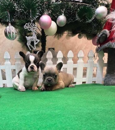 Dogs: Štenci francuskog buldoga. U novogodisnjoj ponudi sjajno leglo — 7