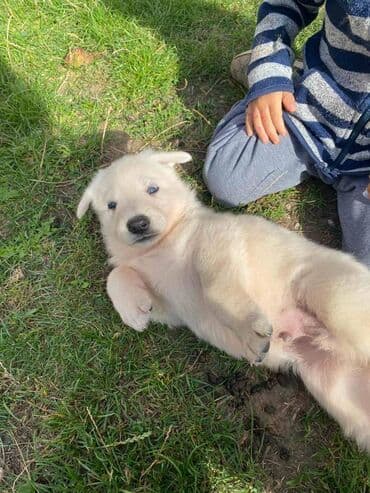 labrador psi: Štenci Belog švajcarskog ovčara ostenjeni 05.09.2023. U ponudi 3 muska — 5