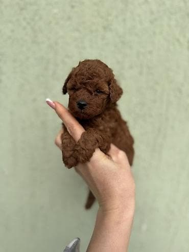 dogs empire novi sad: Stenci toy i mini pudle – vrhunska genetika - Registrovana — 3