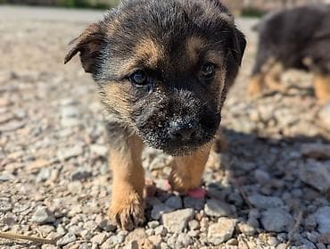 Poklanjam kuce 🐶 Tri dečake i devojčica Majka je nemački ovčar Imaju 8