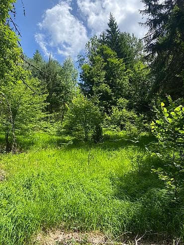 prodaja placeva bor: Na prodaju placevi različitih površina – 10a, 20a, 50a i 1ha.   — 2