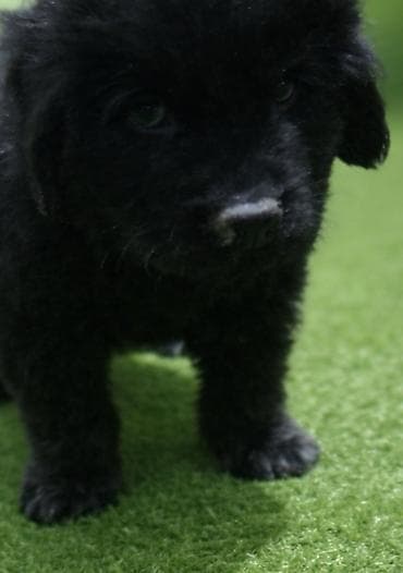 Ptice: Na prodaju štenci njufaundlendera, odličnog kvaliteta. Za više — 5