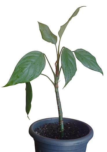 kineske elektricne makaze: Sobna biljka – Aglaonema (kineski zimzelen) u saksiji prečnika 17cm - — 2