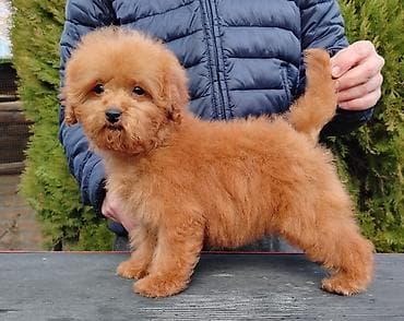 poklanjam kuce: Crvene toj i patuljaste pudlice, 2 ženska i 2 muška kučeta na prodaju — 6