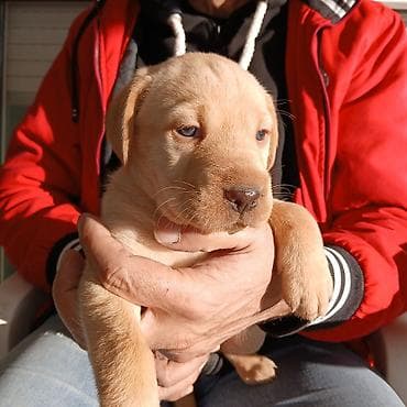 Štenci na POKLON bez lanaca i zatvaranja 24h❗️❗️– mešanci srednje