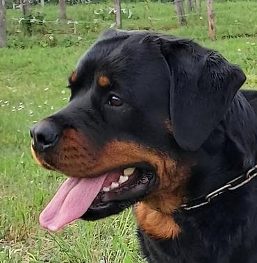francuski buldog štenci: Rotvajler, muška štenad Odgajivačnica „Fustendorf“ FCI 5449, rasa — 5