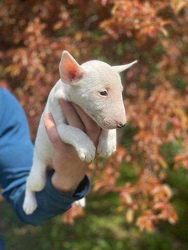 Štenci minijaturnog bull terijera, oštenjeni 08.03.2023. Dostupne 3