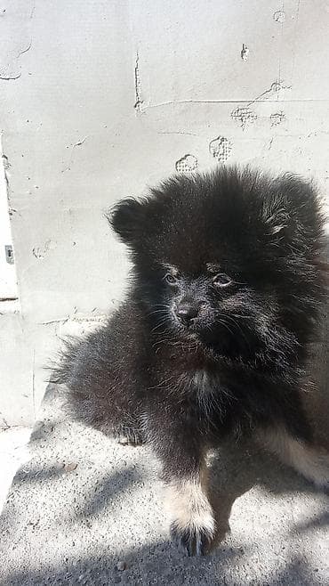 Pomeranac (Spitz) štenci – razne boje - Rasa: patuljasti pomeranac na lalafo.rs Pomeranac (Spitz) štenci – razne boje - Rasa: patuljasti pomeranac