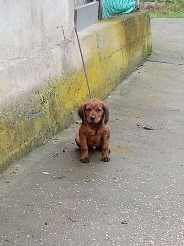 Štene – kratkodlaki pas srednje male građe - Mlad pas sa visećim