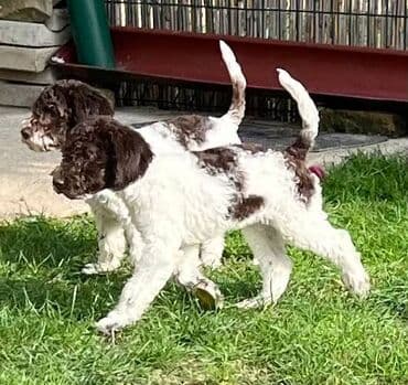 golubovi kupujem prodajem 2 strana: Nasa odgajivacnica lagotto romagnolo pasa A GANG OF LAGOTTA FCI 7244 — 4