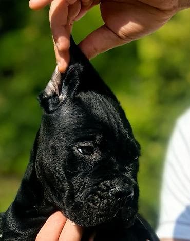 rasni psi na poklon: Ako tražite vernog člana porodice, obratite se nama i postanite — 2