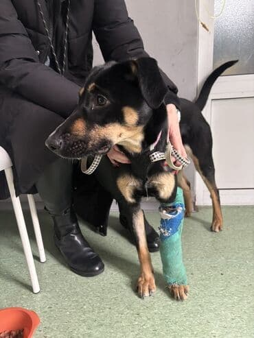 mesanac zlatnog retrivera i labradora: 🐾 HITNO TRAŽI DOM – LEPOSAVA, HEROINA IZ MIRIJEVA! 🐾 Leposava je — 6