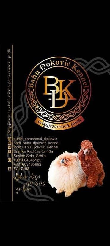 haski štenci prodaja: Presa canario stenci vrhunskog kvaliteta i porekla registrovana — 8