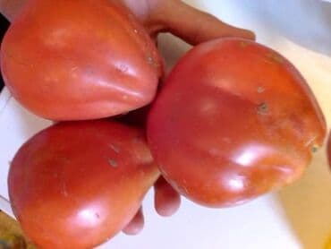 Sve za vikendicu i baštu: Seme paradajza! Crveni jabučar Žuti jabučar Narandžasti jabučar — 20