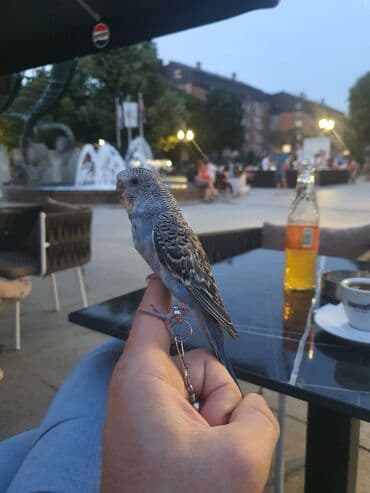 Glodari: Povodci za papagaje – sigurnost, sloboda i poverenje u jednom! — 5