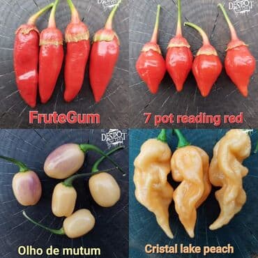 za dvoriste: 🌶Seme najljućih i egzotičnih čili papričica🌶 Za kupljenih pet — 12