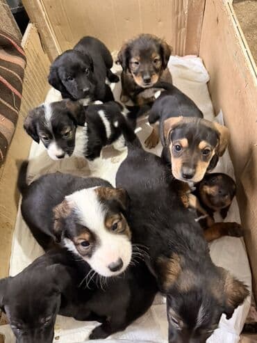 cetka za pomeranca: Štenci mešanci – više štenaca različitih boja i šara Opis: - Leglo — 2