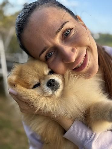 haski pomeranac: Prelep muzjak pomeranac za parenje. 4 ipo godine star, zdrav, prav — 4