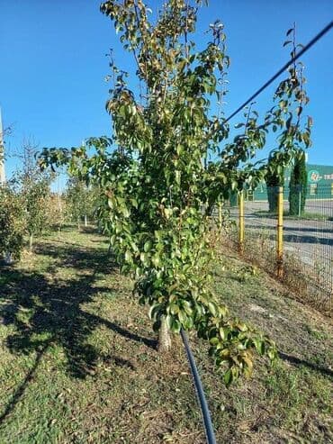 Placevi: Poljoprivredno zemljište — 17