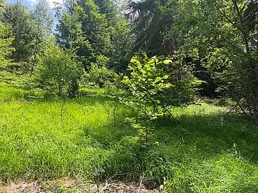 prodaja placeva bor: Na prodaju placevi različitih površina – 10a, 20a, 50a i 1ha.   — 3