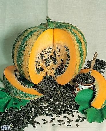 subler za trupce: 03. Bundeva golica seme Cena 950din/20 semenki Golica je tikva koja — 1