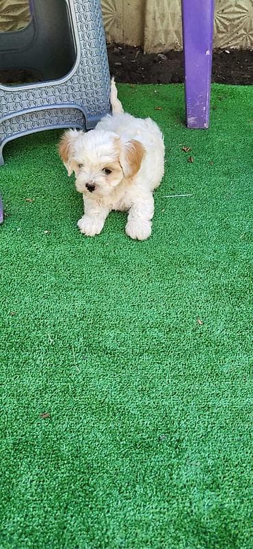 antialergijski psi: Maltipoo-Cavapoo Cavapo-Kavapu stenci oba pola.Majka Cavapo a otac — 6