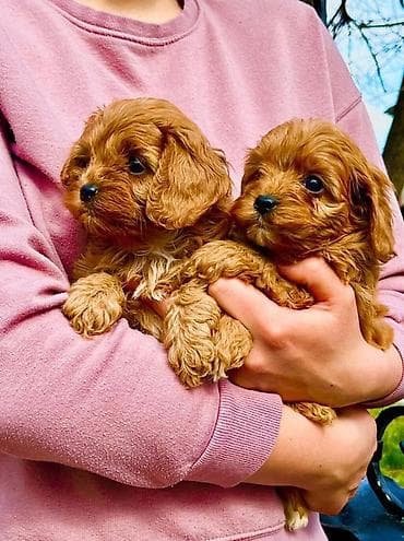 Cavapoo stenci (majka Cavalier king Charles spaniel, otac je toy