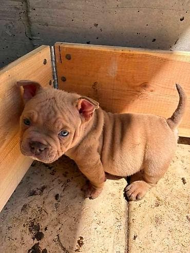 njuškalo psi pekinezeri na poklon: American bully exzotik-mikro štenci American bully exzotik-mikro sa — 4