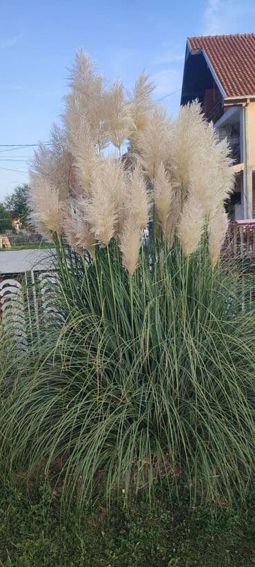 Palm Tree: Pampas na prodaju. 50 din kom. Za vece kolicine pampasa(preko 500 — 1