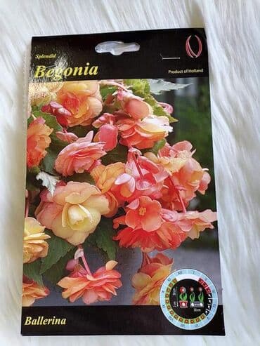 Begonija 
Cena 540 din
1 lukovica