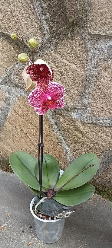 Ostale kućne biljke: Phalaenopsis - 3300 ( cena za sve tri) Phalaenopsis orhideje u — 3