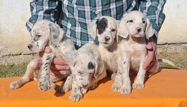 stenci prodaja: Engleski Seter štenci Štenad Engleskog Setera od radnih i — 6
