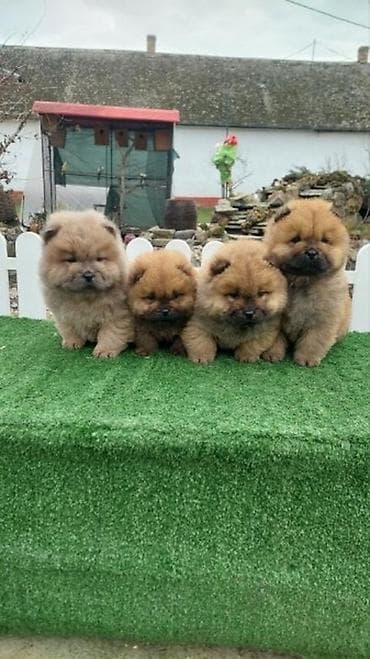 najjeftiniji psi: Chow chow-cau cau! stenad najlepsi poklon deci otac m- lav chsrb 3x — 5