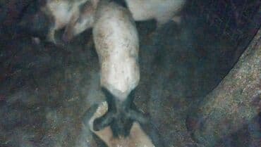 psi na poklon stenci: Na prodaju jedno prase 370 dinara — 2