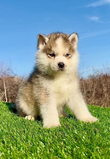 stenci na prodaju novi sad: Pomsky-pomski (pomeranac + haski) Pomsky mužjaci i ženke, u pitanju je — 1