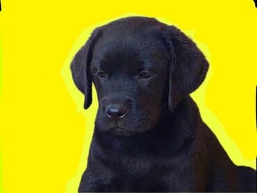 Životinje: Labrador štenci na prodaju u žutoj i crnoj boji, oba pola u ponudi — 3