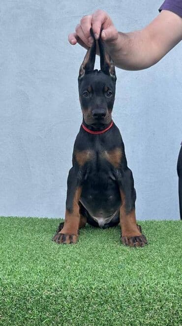 Životinje: DOBERMAN stenci, vrhunskog porekla, sa genetskim testovima roditelja — 7