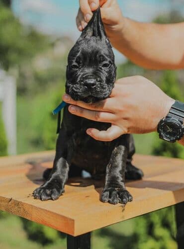 psi koji trazi tartufe: Postanite vlasnik jednog od naših vrhunskih Cane Corso štenaca — 9