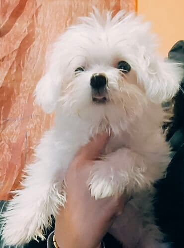 Psi: Mali kućni ljubimac – beli pahuljasti pas (toy/mini tip) - — 6