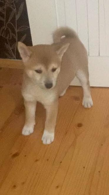 Shiba inu stenci na prodaju, muskog i zenskog pola, crvene boje